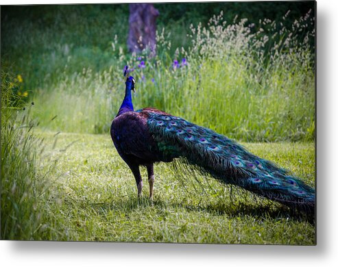  Metal Print featuring the photograph Peacock #1 by Parth Bhagat