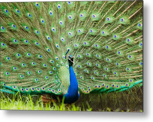 Blue Peafowl Metal Print featuring the photograph Peacock #1 by SAURAVphoto Online Store