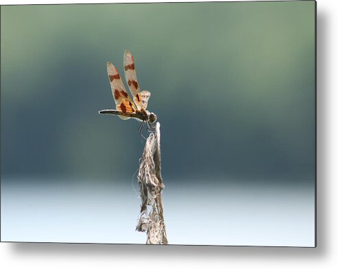 Dragonfly Art Metal Print featuring the photograph Perfect View #1 by Neal Eslinger