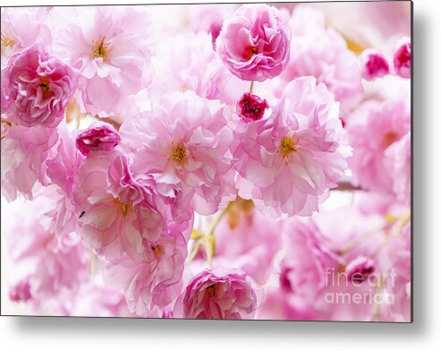 Cherry Metal Print featuring the photograph Pink cherry blossoms 1 by Elena Elisseeva
