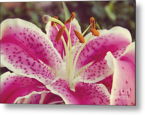 Daylily Metal Print featuring the photograph Pink Daylily #1 by Jim And Emily Bush