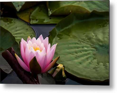 Water Lily Metal Print featuring the photograph Pink Water Lily #1 by Wayne Meyer