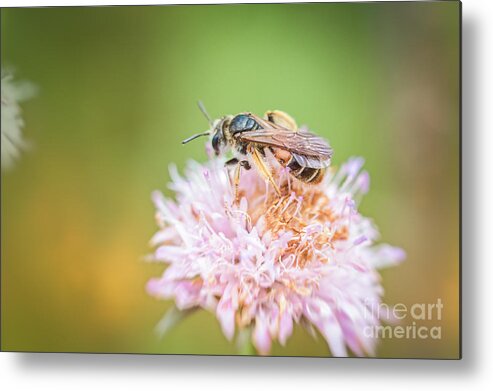 Eudicot Metal Print featuring the photograph Pollinator #2 by Jivko Nakev