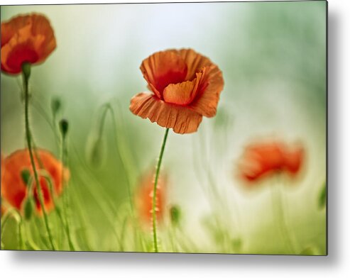 Poppy Metal Print featuring the photograph Poppy Meadow #1 by Nailia Schwarz