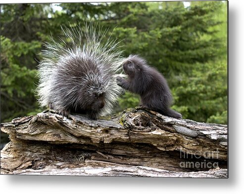Porcupine Metal Print featuring the photograph Porcupines #1 by Linda Freshwaters Arndt