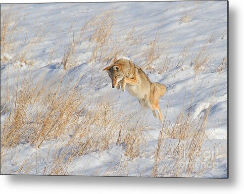 Coyote Metal Print featuring the photograph The High Jump by Jim Garrison