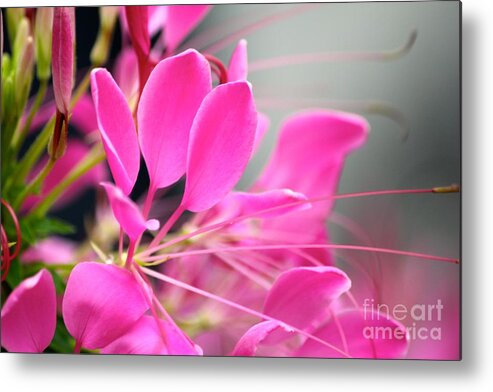 Pink Flowers Metal Print featuring the photograph Pretty in pink by Deena Withycombe