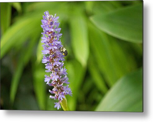 Purple Flower And Bee Metal Print featuring the photograph Purple flower and bee #1 by Susan Jensen