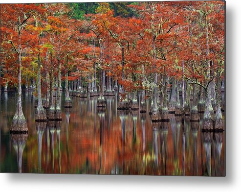 Cypress Metal Print featuring the photograph Quiet Cove #1 by Chris Moore