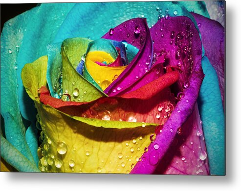 Rose Metal Print featuring the photograph Rainbow Rose #1 by Jason Khan