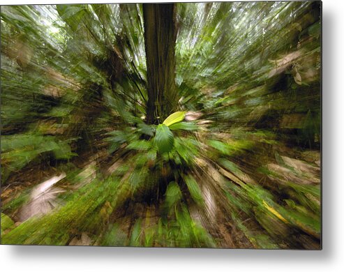 Feb0514 Metal Print featuring the photograph Rainforest Andes Mountains Ecuador #1 by Pete Oxford