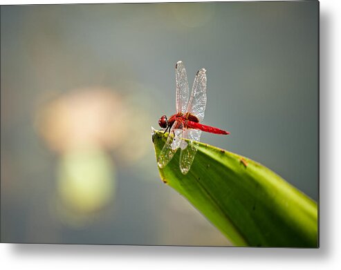 Lightweight Metal Print featuring the photograph Red dragonfly #1 by U Schade