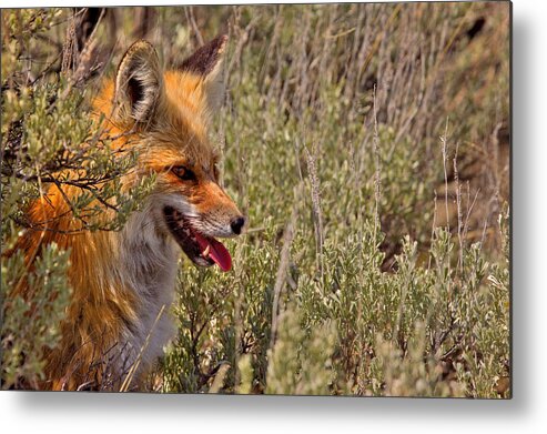 Red Fox Metal Print featuring the photograph Red Fox in Sage #1 by Aaron Whittemore