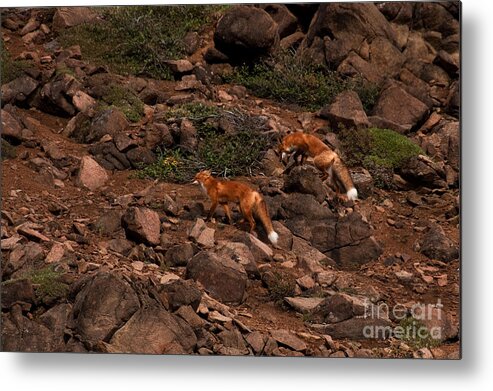 Fauna Metal Print featuring the photograph Red Foxes Vulpes Fulva #1 by Ron Sanford