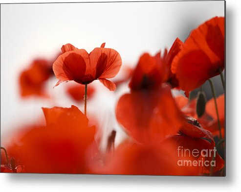 Poppy Metal Print featuring the photograph Red Poppy Flowers #1 by Nailia Schwarz