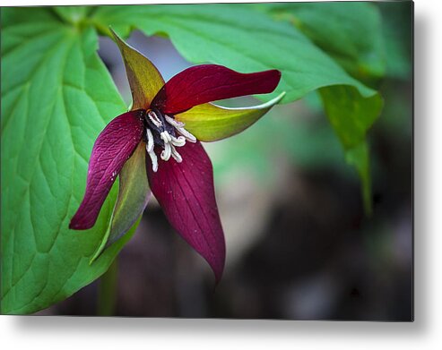 Beauty Metal Print featuring the photograph Red Trillium #1 by Jack R Perry