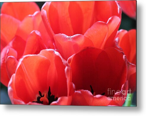 Landscape Metal Print featuring the photograph Red Tulips #2 by Donna L Munro