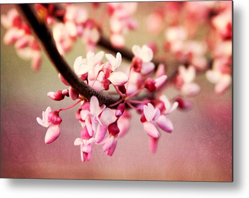 Redbud Blossoms Metal Print featuring the photograph Redbud Blossoms by Trina Ansel