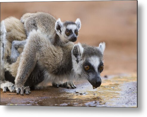 Feb0514 Metal Print featuring the photograph Ring-tailed Lemur Mother Drinking #1 by Suzi Eszterhas