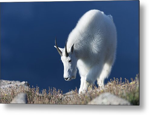 Rocky Mountain Goat Metal Print featuring the photograph Rocky Mountain Goat #1 by Gary Langley