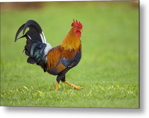 Feb0514 Metal Print featuring the photograph Rooster Kauai Hawaii #1 by Tom Vezo