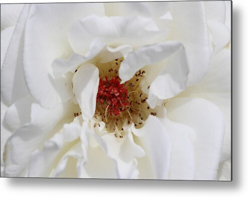 Beautiful Metal Print featuring the photograph Rose #1 by Beth Taylor