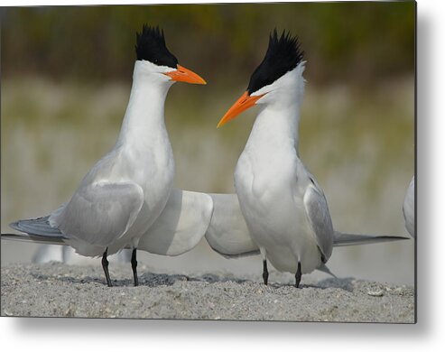 Royal Tern Metal Print featuring the photograph Royal Terns #1 by James Petersen