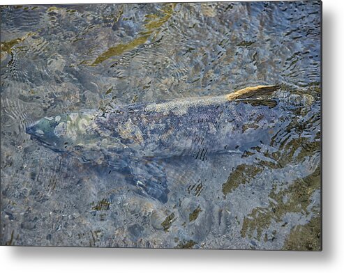 Animals Metal Print featuring the digital art Salmon Spawning #1 by Carol Ailles