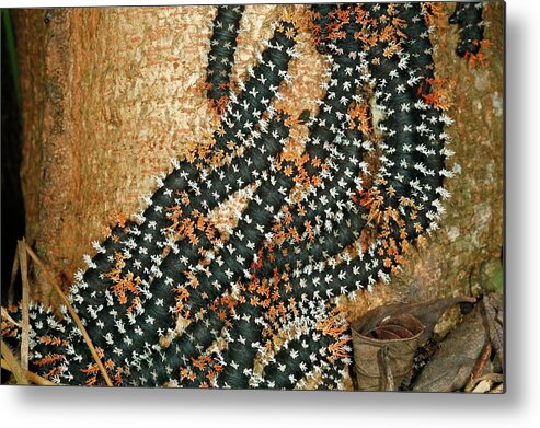 Larva Metal Print featuring the photograph Saturniid Caterpillars #1 by Dr Morley Read/science Photo Library