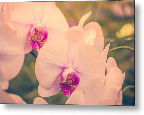 Flowers Metal Print featuring the photograph Serendipity #1 by Sara Frank