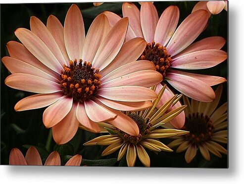 Flora Metal Print featuring the photograph She Loves Me She Loves Me Not by Bruce Bley