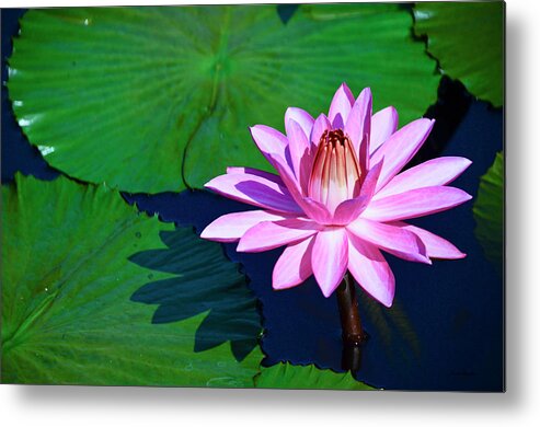 Pink Water Lily Metal Print featuring the photograph Pink Waterlily by Crystal Wightman