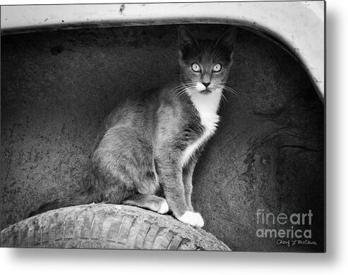 Black Metal Print featuring the photograph Skitty #1 by Cheryl McClure