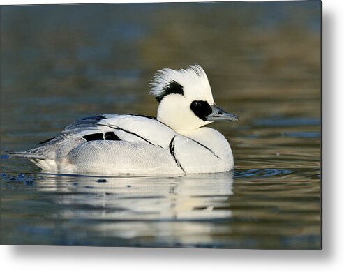 Fn Metal Print featuring the photograph Smew #1 by Jasper Doest