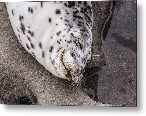 Harbor Seal Metal Print featuring the digital art Smile #1 by Photographic Art by Russel Ray Photos
