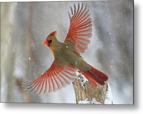 Nature Metal Print featuring the photograph Snow Storm #1 by Mircea Costina