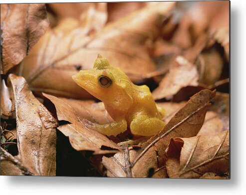 Feb0514 Metal Print featuring the photograph Solomon Island Leaf Frog #1 by Gerry Ellis