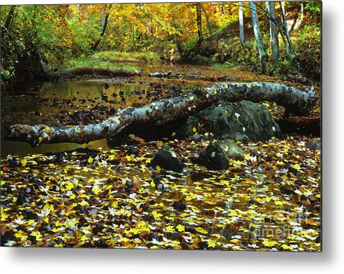 Usa Metal Print featuring the photograph South Branch Quantico Creek #1 by Thomas R Fletcher