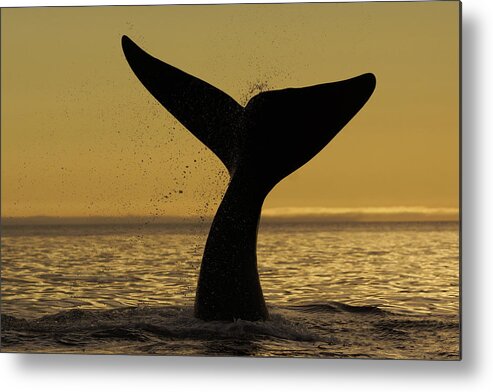Feb0514 Metal Print featuring the photograph Southern Right Whale Tail Slap Valdes #1 by Hiroya Minakuchi