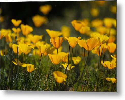 Poppies Metal Print featuring the photograph Springtime Poppies #2 by Saija Lehtonen