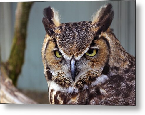 Intense Stare Metal Print featuring the photograph Intense Stare by Jennifer Robin