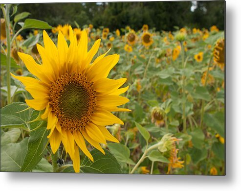 Miguel Metal Print featuring the photograph Sun Flower Fields #2 by Miguel Winterpacht