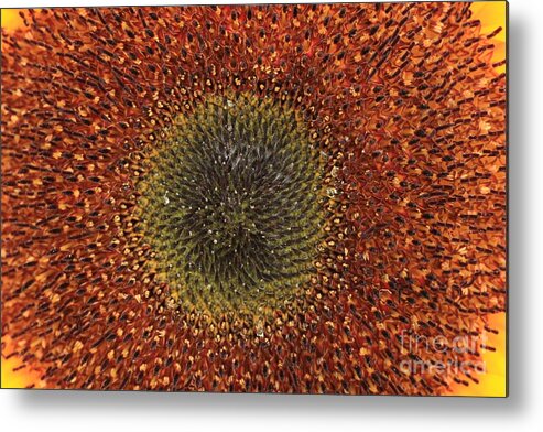 Background Metal Print featuring the photograph Sunflower Seeds by Amanda Mohler