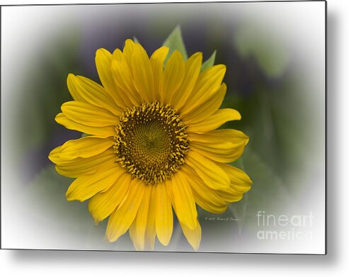 Sunflower Metal Print featuring the photograph Sunflower vr. 'dwarf sunspot ' #1 by Richard J Thompson 