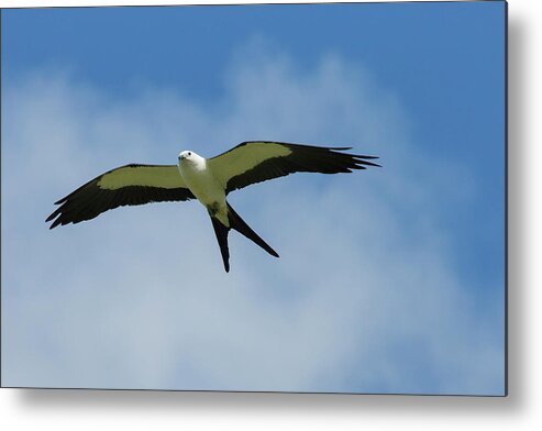 Bird Metal Print featuring the photograph Swallow-tailed Kite In Flight #1 by Maresa Pryor