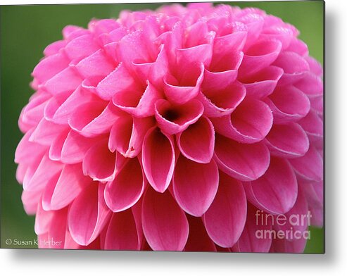 Flower Metal Print featuring the photograph Tender Touches by Susan Herber