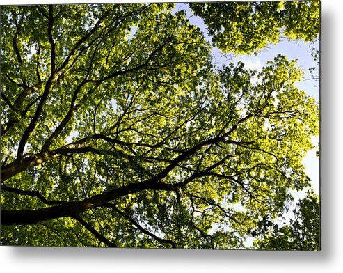 Tree Metal Print featuring the photograph The Forest #1 by David Pyatt