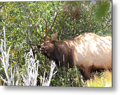 Elk Metal Print featuring the photograph The Rut by Shane Bechler