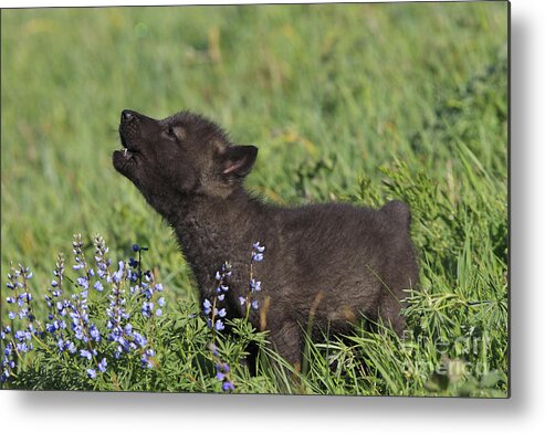 Grey Metal Print featuring the photograph Timber Wolf Cub, Canis Lupus #1 by M. Watson