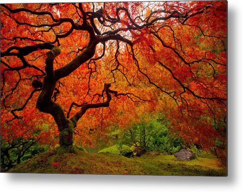 Autumn Metal Print featuring the photograph Tree Fire #2 by Darren White
